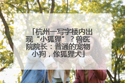 杭州一写字楼内出现“小狐狸”？兽医院院长：普通的宠物小狗，像狐狸犬